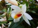 Dendrobium christyanum